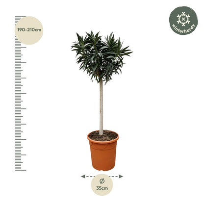 Nerium Oleander op stam met witte bloem - 200cm- Ø35