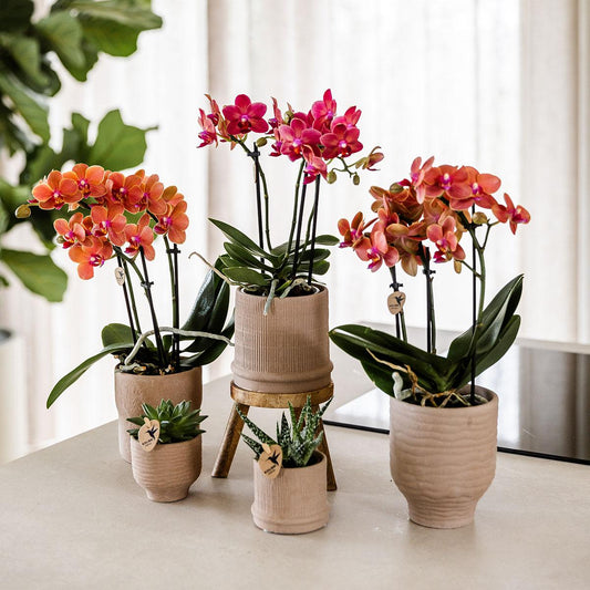 Rode Phalaenopsis orchidee - Congo