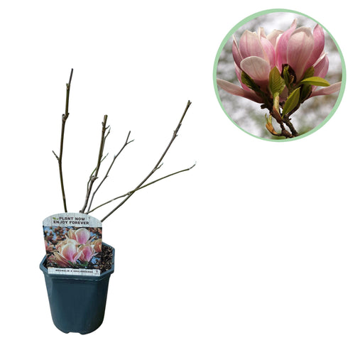 1 x - Magnolia Soulangiana  - Bloemen Licht Roze