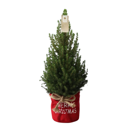 Kleine Kerstboom in Xmas Bag rood - Standalone