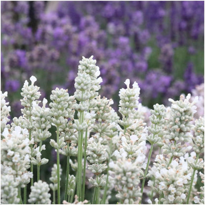 4 x 6 pack Lavendel angustifolia white