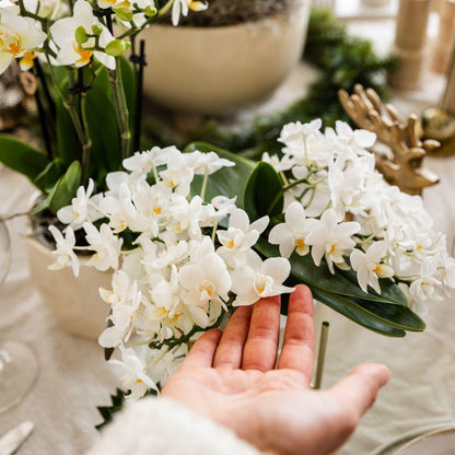 Witte orchidee 'Nazaré' + Pearl sierpot Travertine