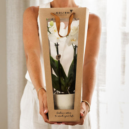 Veel succes |  Lausanne orchidee met pot, kaart & cadeautas