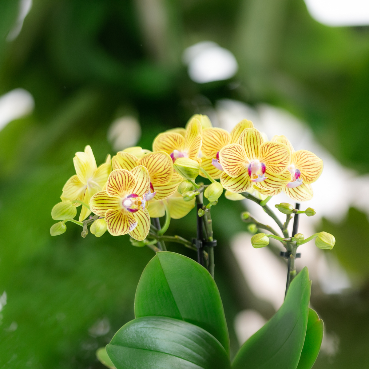 Surprise box mix - verrassingsbox met 4 verschillende orchideeën
