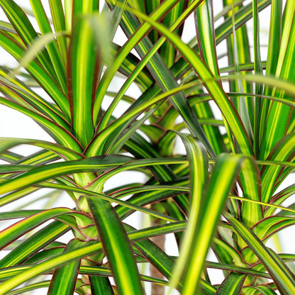 Dracaena Sunray - Drakenbloedboom - Ø17cm ↕70-75cm