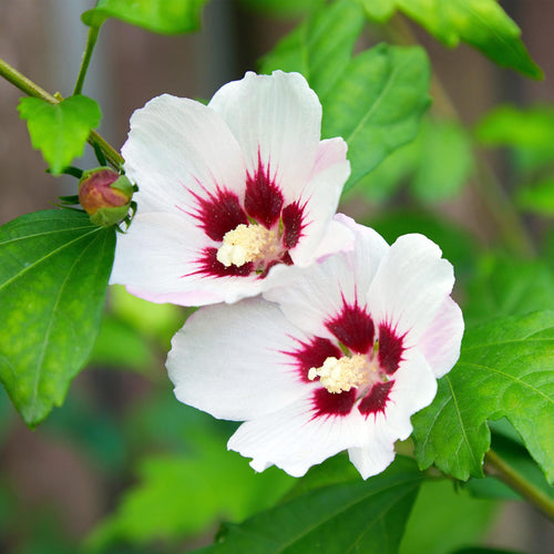 1 x - Hibiscus syriacus Hamabo - Bloem Licht roze
