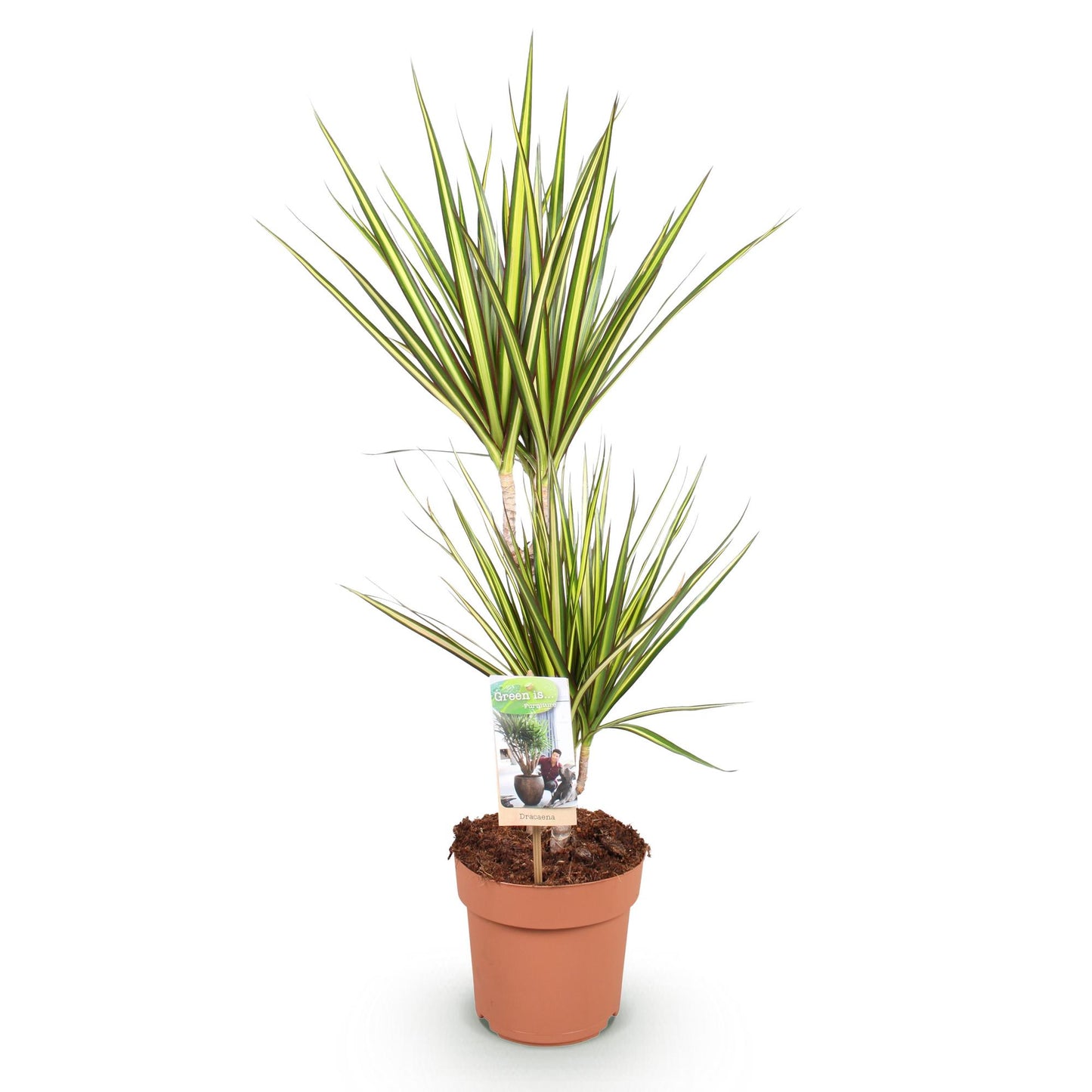 Dracaena Sunray - Drakenbloedboom - Ø17cm ↕70-75cm