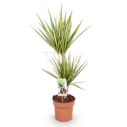 Dracaena Sunray - Drakenbloedboom - Ø17cm ↕70-75cm
