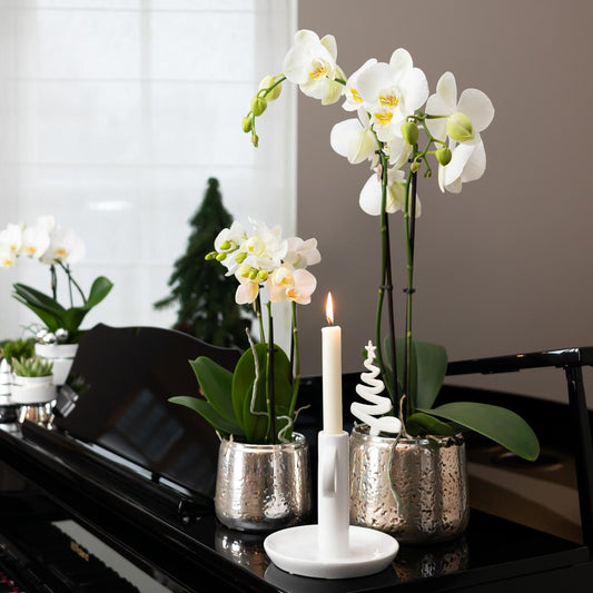 Witte orchidee – Amabilis + Luxury sierpot zilver