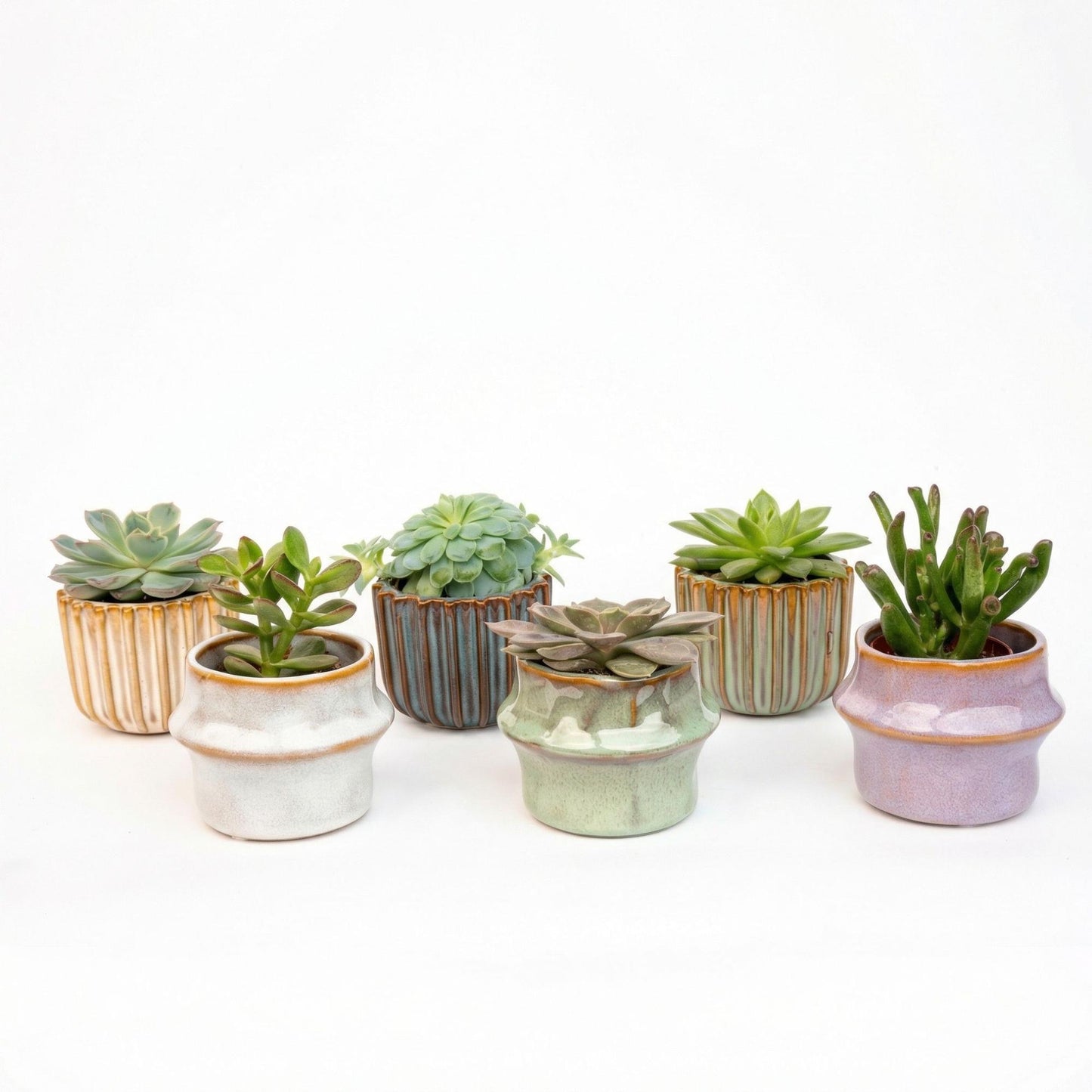Succulenten Set van 6 - inclusief Potjes Barcelona