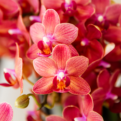 Surprise box mix - verrassingsbox met 2 verschillende orchideeën