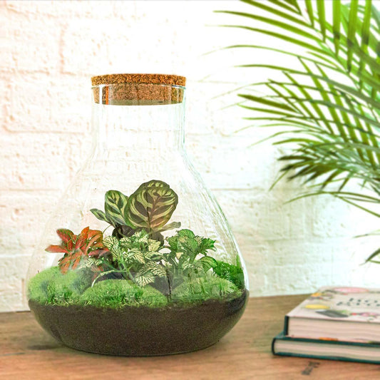 DIY terrarium - Sam XL Rood - ↕ 35 cm - Normal