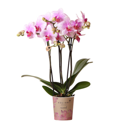 Roze Phalaenopsis orchidee - Mineral Rotterdam