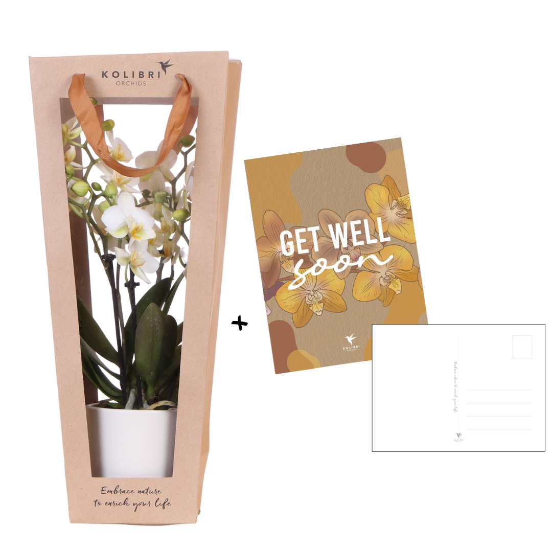 Beterschap | Lausanne orchidee met pot, kaart & cadeautas