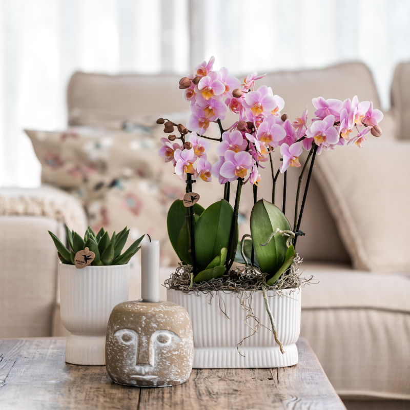 Roze orchideeënset in Diabolo Twin sierpot Pink