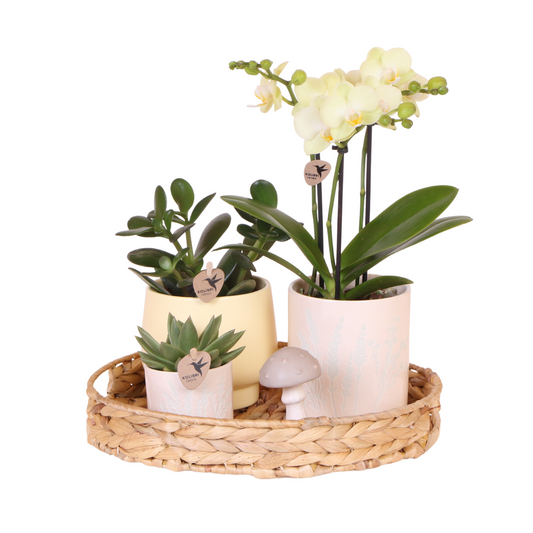 Gift set Pastel Big
