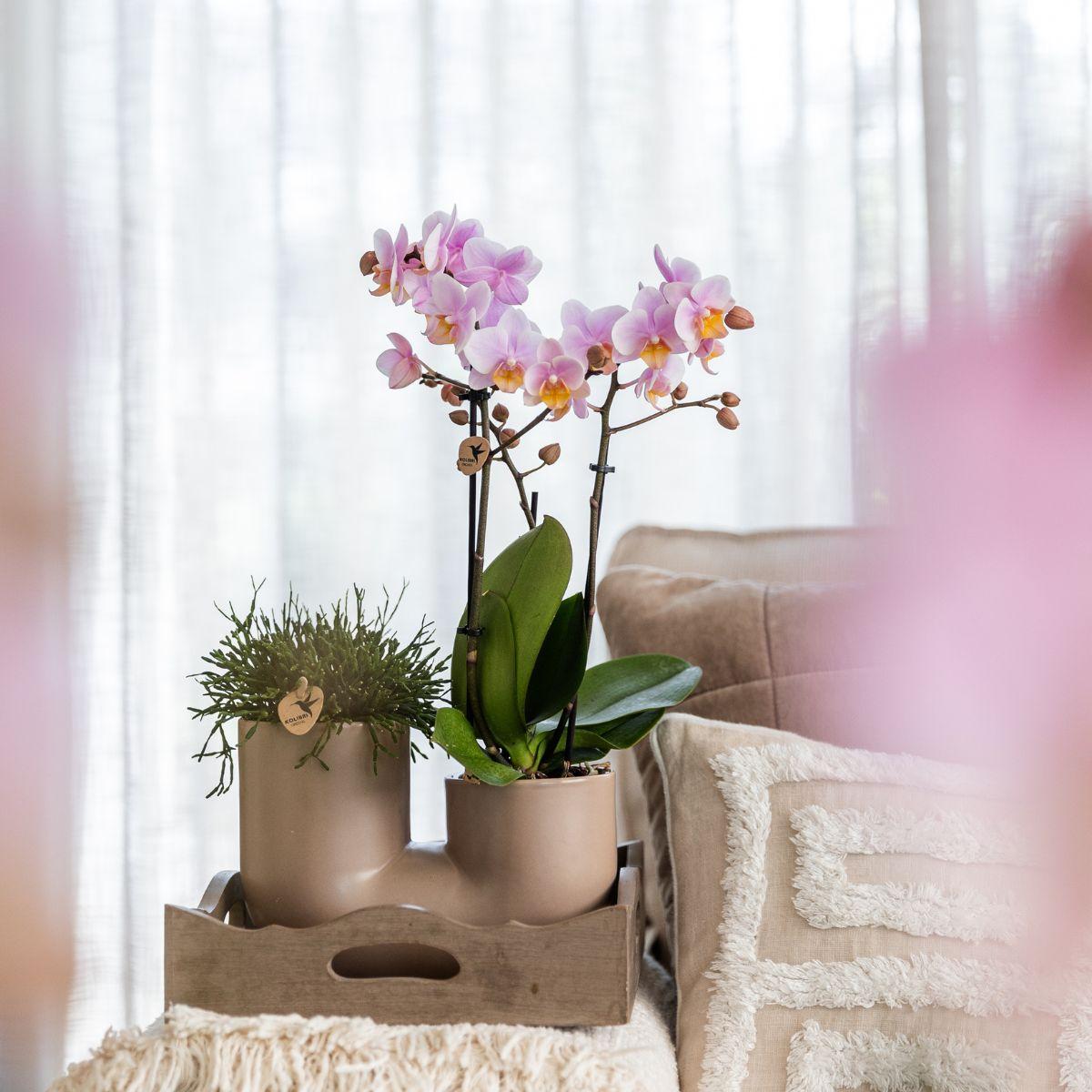 Set van roze orchidee Andorra en Succulent in Tube sierpot Sand