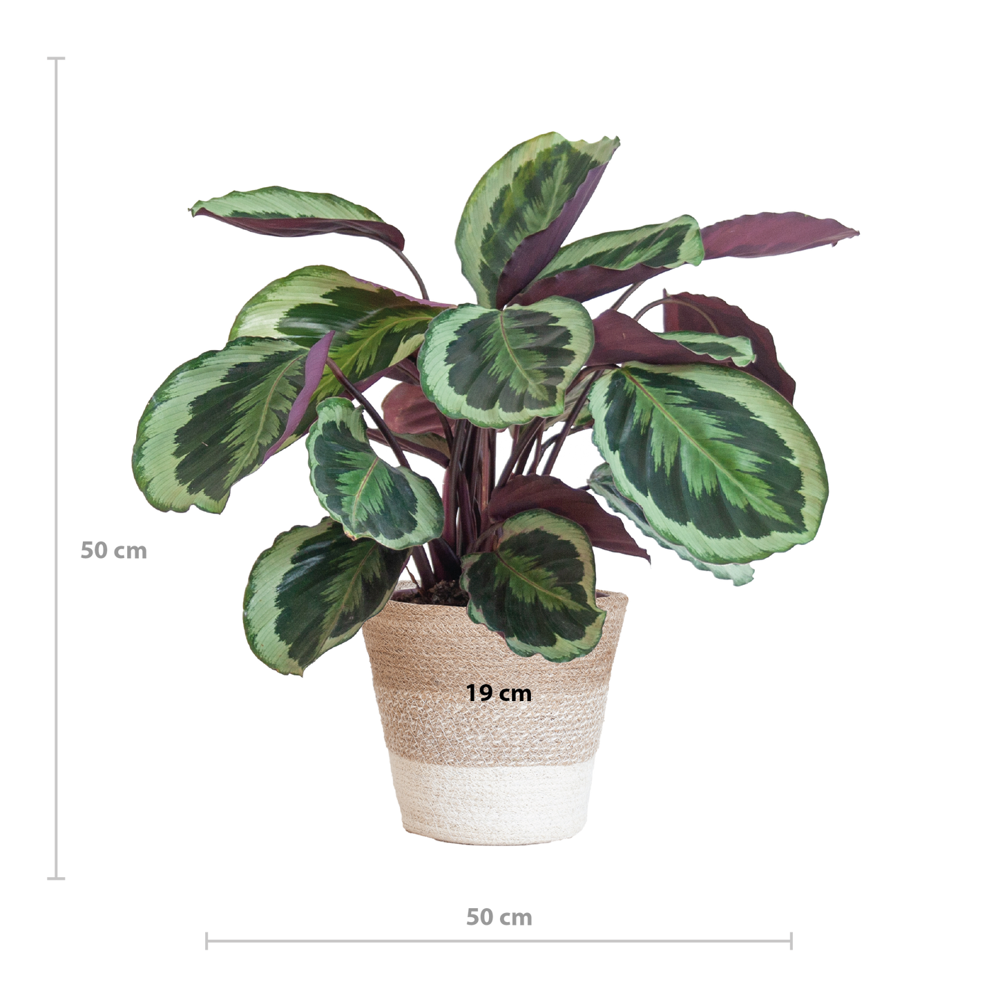 Calathea Medaillon met Lissabon mand wit - 65cm - Ø19