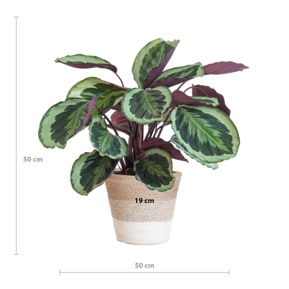 Calathea Medaillon met Lissabon mand wit - 65cm - Ø19