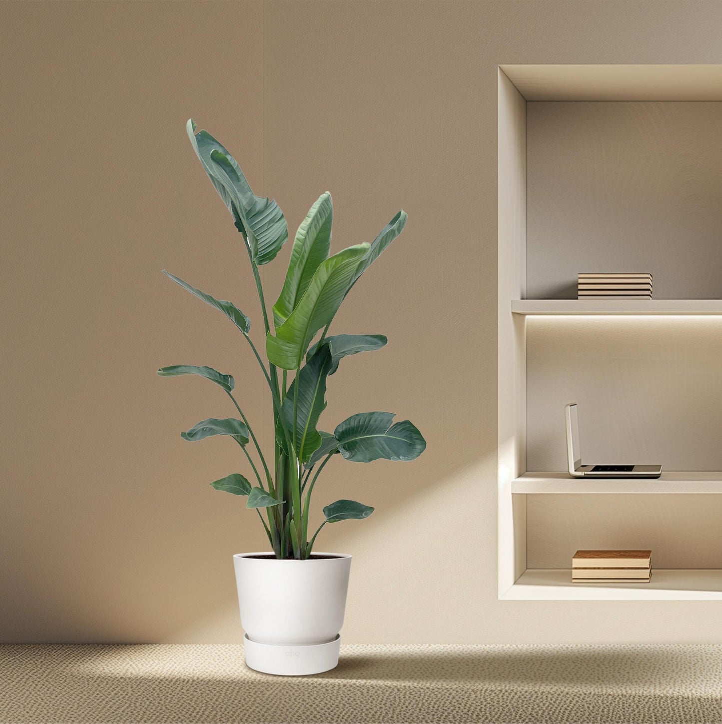 Strelitzia Nicolai XXL - 210 cm - ø27