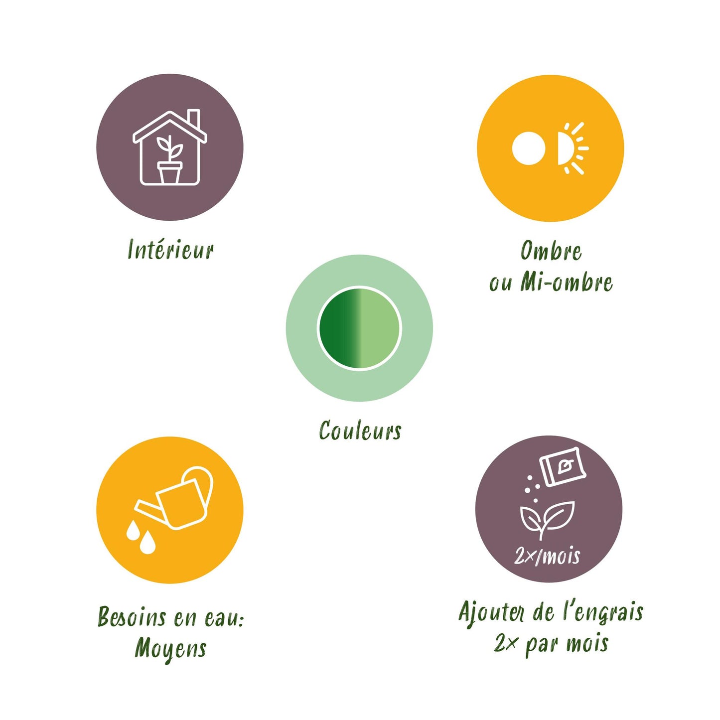 Diefenbachia Tropic Snow + Pot Grijs