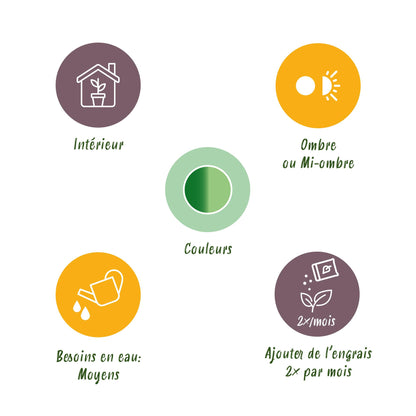 Diefenbachia Tropic Snow + Pot Grijs