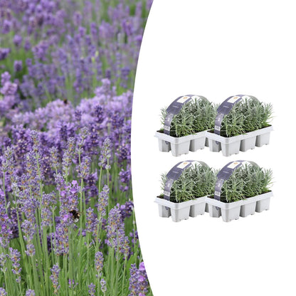4 x 6 pack Lavendel angustifolia