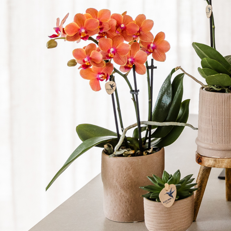 Set van orchidee Bolzano en succulenten