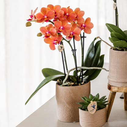 Set van orchidee Bolzano en succulenten