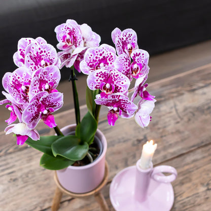 Roze paarse phalaenopsis orchidee - El Salvador