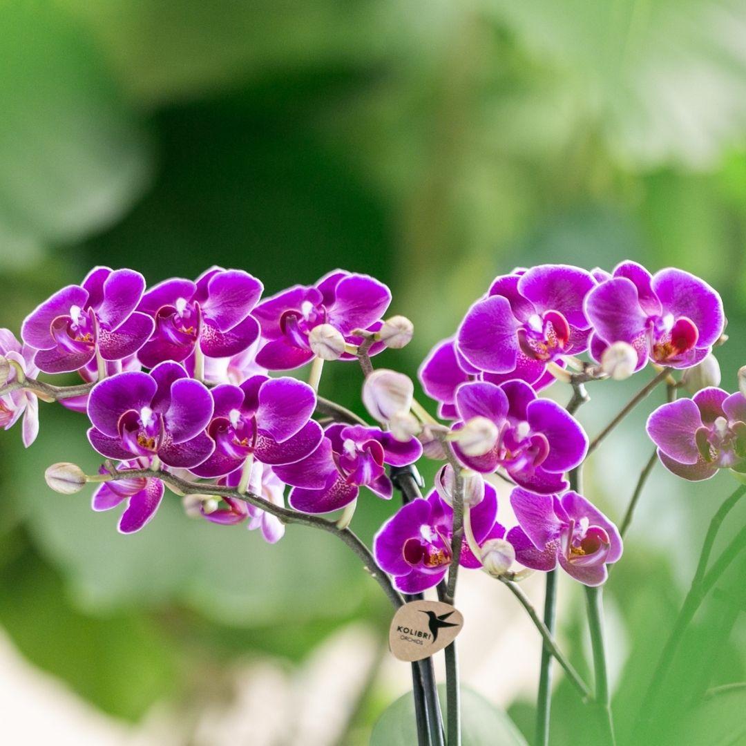 Paarse phalaenopsis orchidee - Morelia