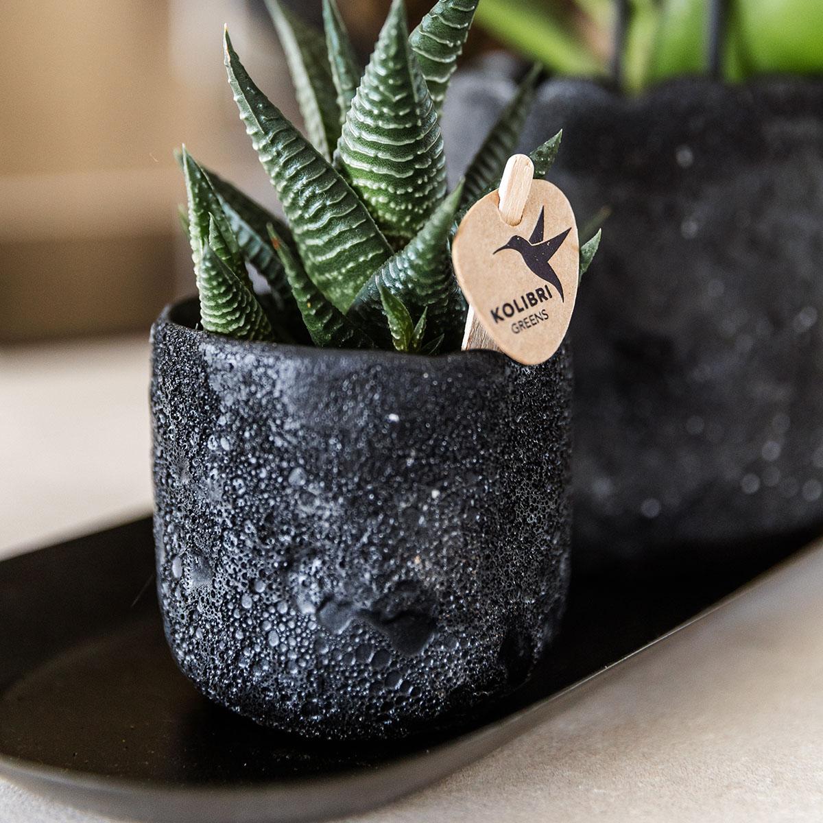 Plantenset Home Hub small