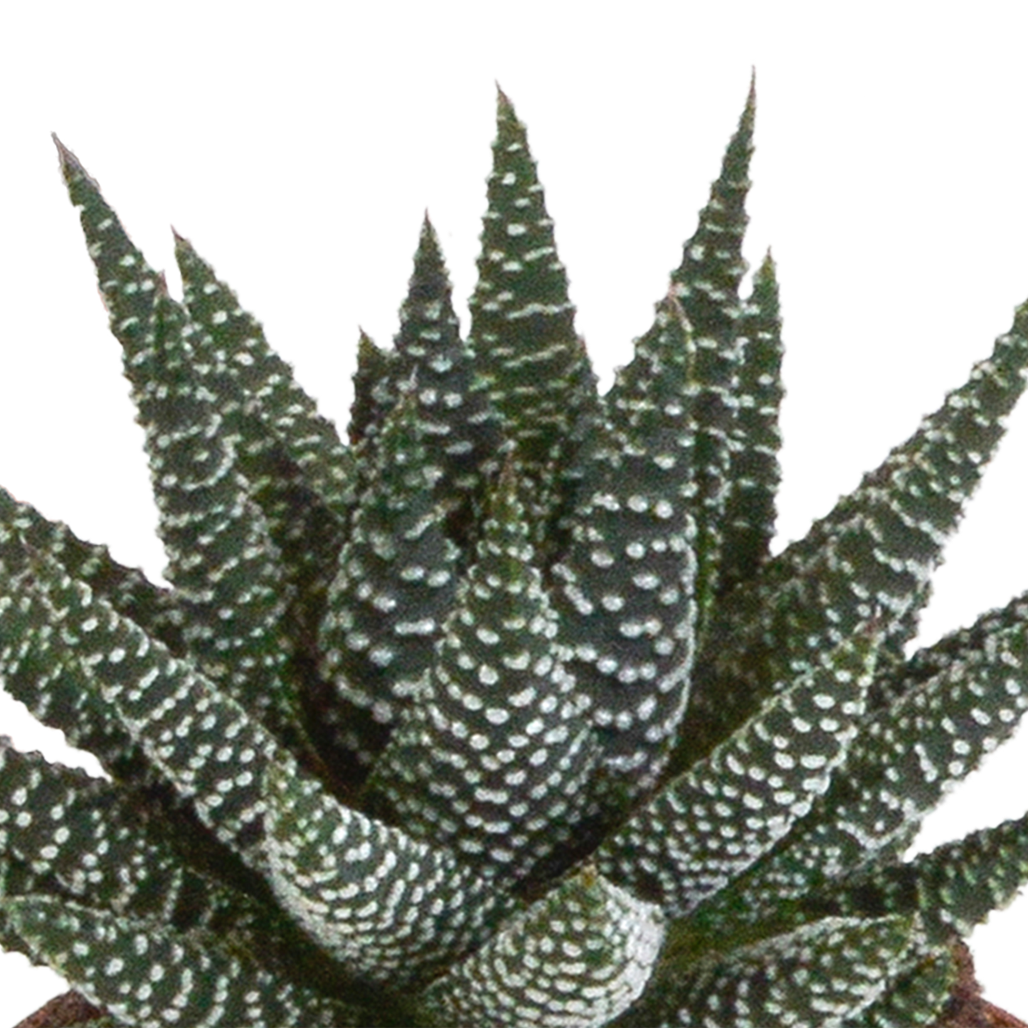 Gasteria/Haworthia + witte pot