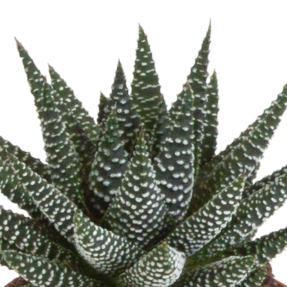 Gasteria/Haworthia + witte pot