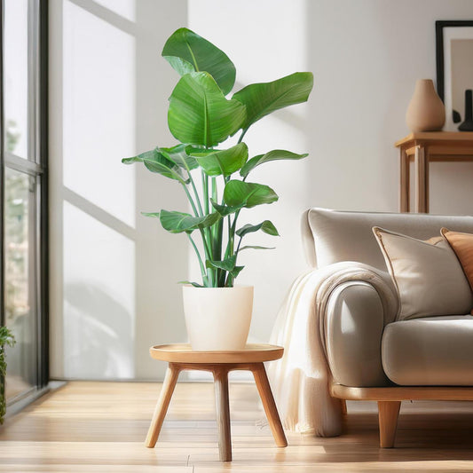 Strelitzia Nicolai met Viber pot wit - 80cm - Ø21