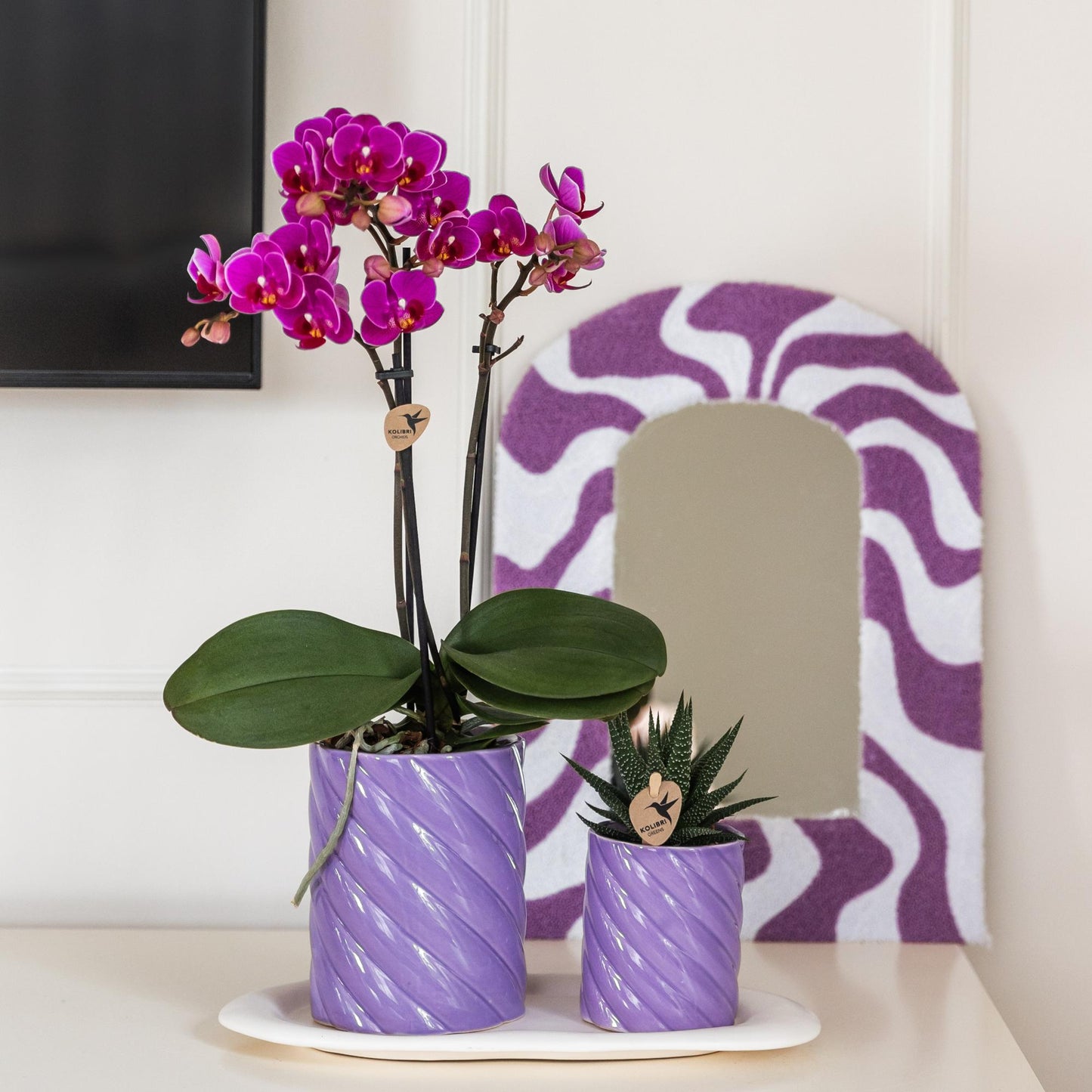 Paarse phalaenopsis orchidee - Morelia