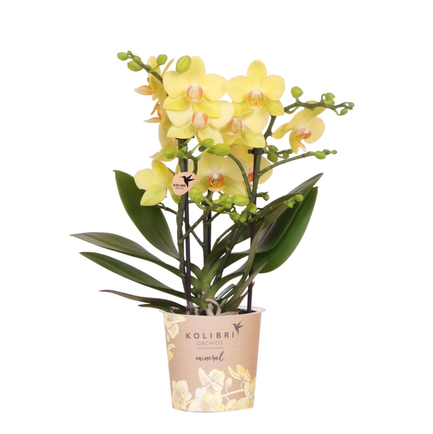 Gele Phalaenopsis orchidee - Albenga