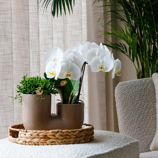 Set witte orchidee Zürich en Succulent in Tube sierpot Sand