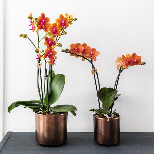 Oranje geurende Phalaenopsis orchidee - Fragrance