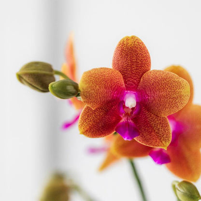Oranje geurende Phalaenopsis orchidee - Fragrance