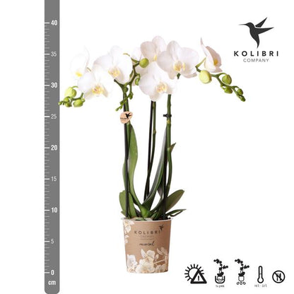 Witte Phalaenopsis orchidee - Amabilis