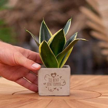 Congreet plantpots + Sansevieria | Jij bent een topper