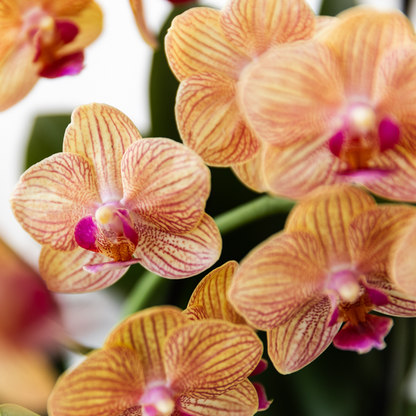 Oranje Phalaenopsis orchidee - Jamaica + Painted Stripe pot oranje