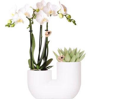 Set van witte orchidee Amabilis en succulent in Tube sierpot wit