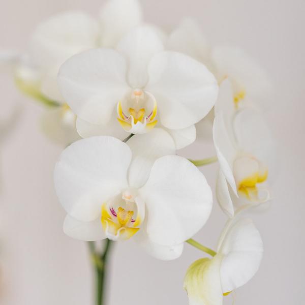 Set van witte orchidee Amabilis en succulent in Tube sierpot wit