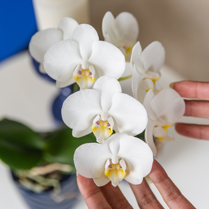 Witte Phalaenopsis orchidee - Amabilis