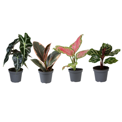 4 x Baby Plantjes Verrassingsbox