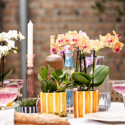 Oranje Phalaenopsis orchidee - Jamaica + Painted Stripe pot oranje