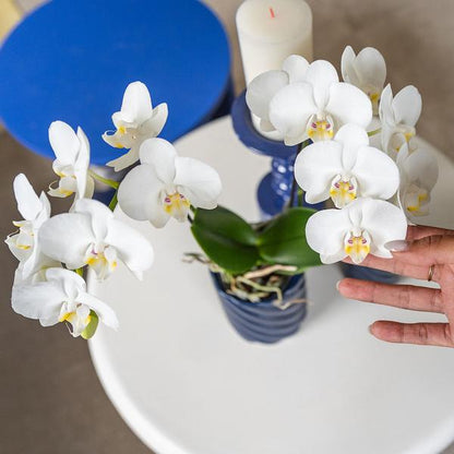 Witte Phalaenopsis orchidee - Amabilis