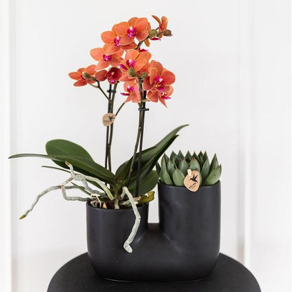 Set van oranje orchidee Bolzano en succulent in Tube sierpot black